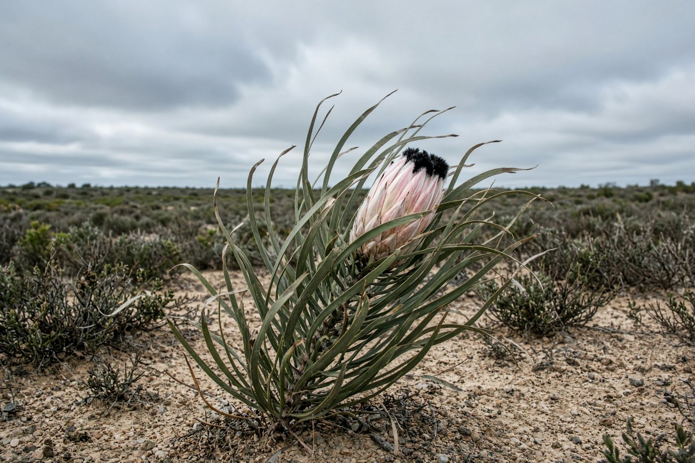 Protea longifolia, with long curved leaves and a pale head tipped by a black beard